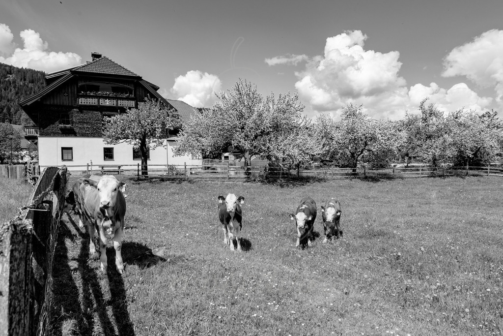 Kälber genießen den Frühling in da Gruabn | Ihre Fotografin im Lungau, ihre Fotografin im Mostviertel, Wandbilder Onlineshop, Imagefotos für Ihr Unternehmen,  - Realisiert mit Pictrs.com
