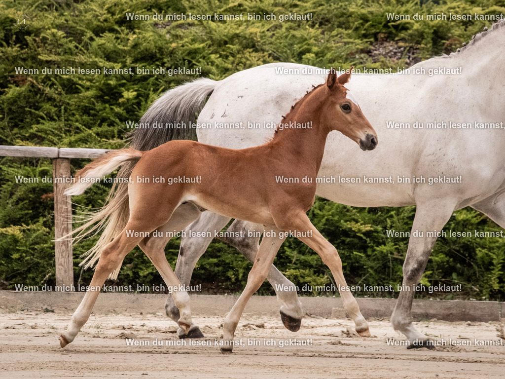 A10I9448 | photographylinaismer - Realisiert mit Pictrs.com