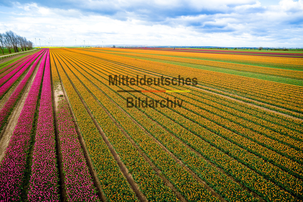 Schwaneberg Tulpen-0044 | Schwaneberg - Realisiert mit Pictrs.com