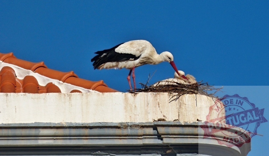 Stork attending chick in nest on building roof | Stork feeding its young chick inside a large nest on a building under a blue sky - Realisiert mit Pictrs.com