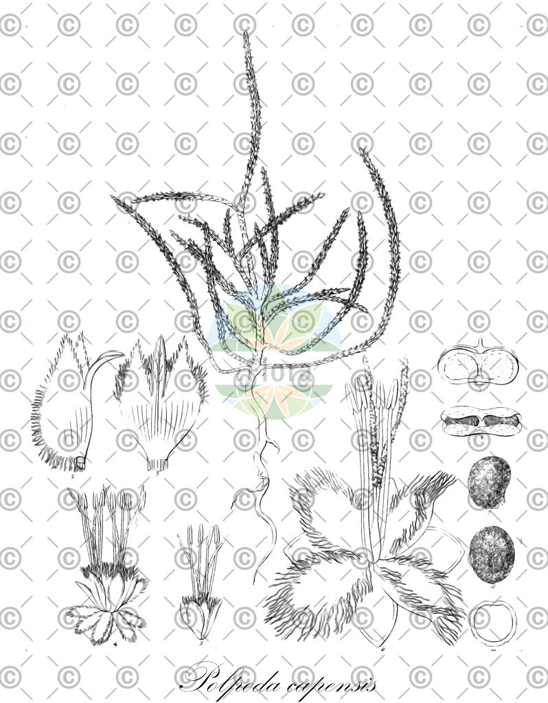 HistAbb_wfo-0000028522_2_ENZY_Simple | Historische Abbildung von Polpoda capensis - Molluginaceae | Historical Illustration of Polpoda capensis - Molluginaceae