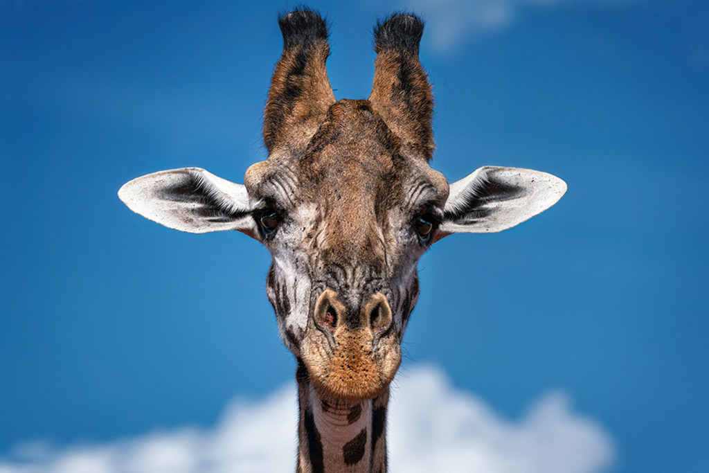 Giraffe Porträt | Kenia | Premium-Wandbild von justsomewhere.com: Eine symmetrische Nahaufnahme des Gesichts einer Giraffe, die vor einem blauen Himmel direkt in die Kamera blickt. - Realisiert mit Pictrs.com