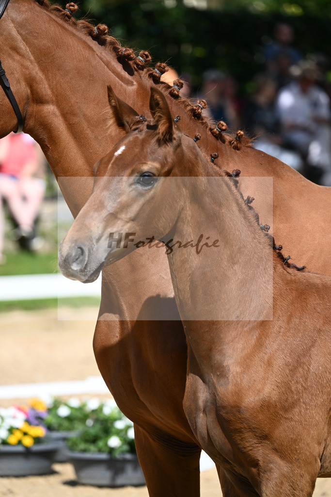 Kat-Nr. 18 HF DSP Va Bene x Florencio I_Lechl__27230274 | hf-fotografie - Realisiert mit Pictrs.com