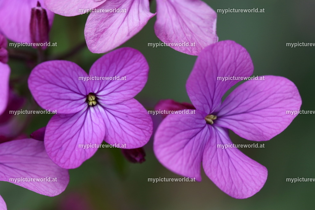 Einjähriges Silberblatt-002 | Das Bilderarchiv über Tiere, Planzen und Landschaften. In der Bilddatenbank finden Sie ein große Auswahl an hochwertigen Bilder für Ihre Werbung - Realized with Pictrs.com