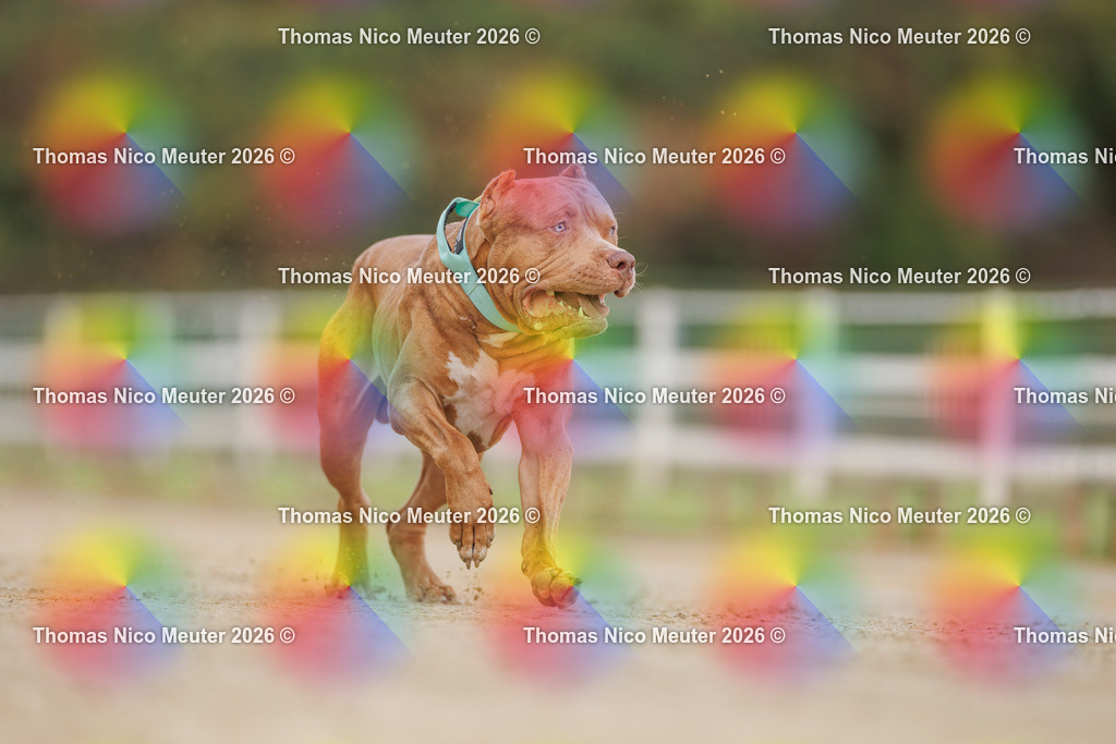 Thomas_Nico_Meuter(C)_03. Oktober 2026_223A9386 | Bild von Thomas Nico Meuter - Realisiert mit Pictrs.com