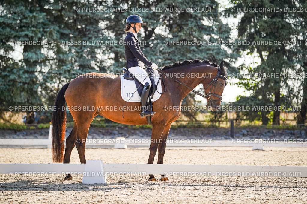 DSC09373 | Pferdegrafie