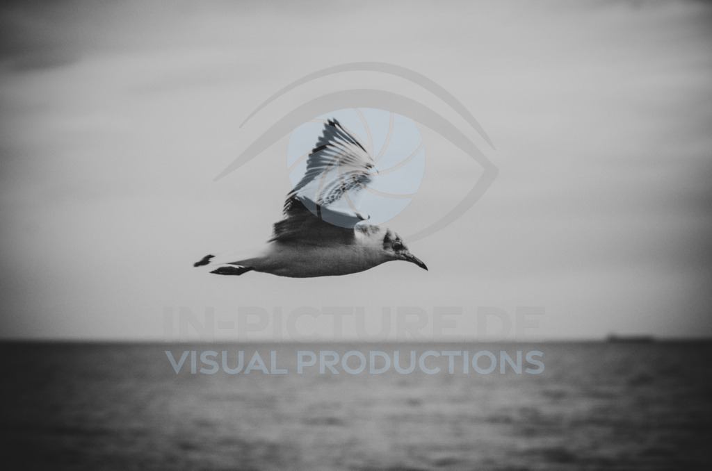 DSC_6463 | in-picture - Realisiert mit Pictrs.com