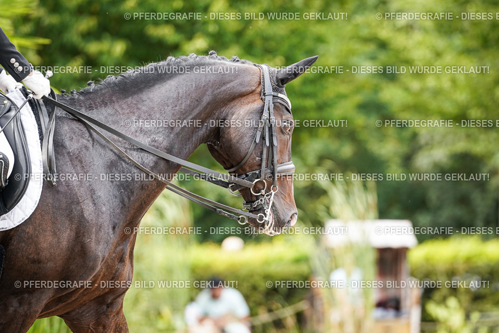 DSC05651 | Pferdegrafie