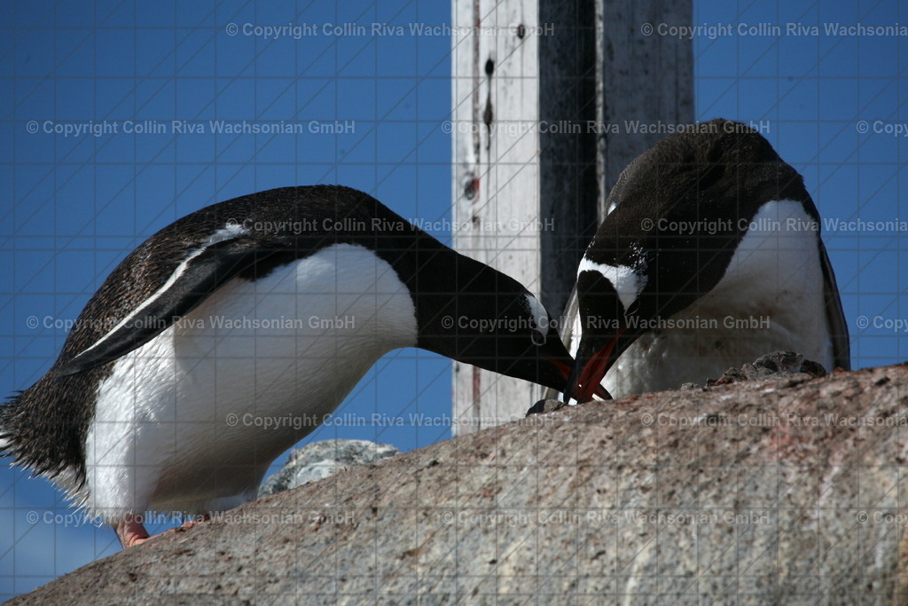 IMG_5528 | Antarktis / Antarctica - Realisiert mit Pictrs.com