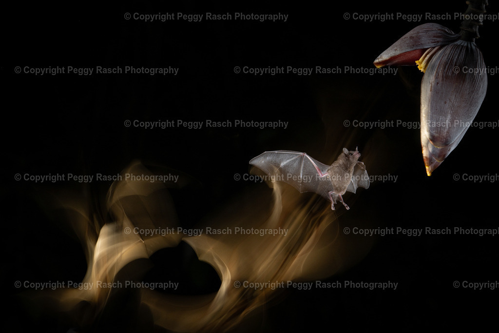 Fledermäuse (7) | PeggyRaschPhotography - Realisiert mit Pictrs.com