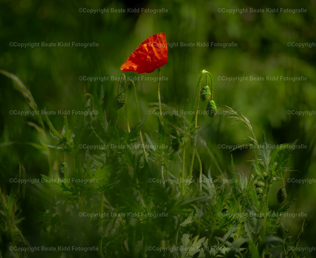 P1970023-3 | beatekidd-fotografie - Realisiert mit Pictrs.com