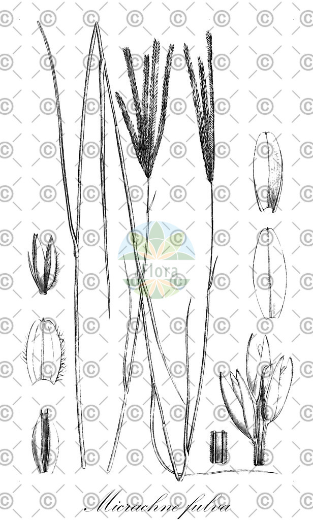 HistAbb_wfo-0000879858_1_ENZY_Simple | Historische Abbildung von Micrachne fulva - Poaceae | Historical Illustration of Micrachne fulva - Poaceae