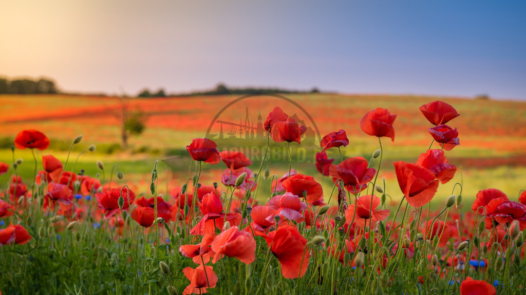 Natur-in-Bildern-by-stativkunst.de-008 | Exklusive Hamburg collagen, tolle Segelbilder und viele weitere tolle Motive auf Leinwand, Poster, Alu-Dibond, u.v.m. findet Ihr bei uns auf hamburgbild.de. Findet Euer Wandbild für Euer Zuhause, Büro oder die  Praxis…. - Realisiert mit Pictrs.com