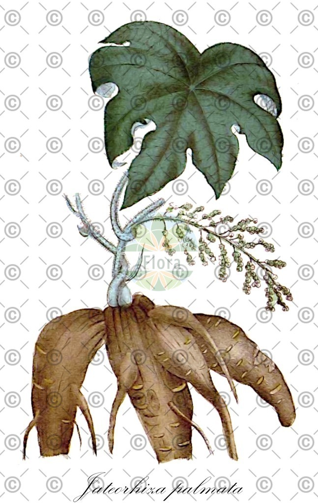 HistAbb_wfo-0000219811_2_ENZY_Simple | Historische Abbildung von Jateorhiza palmata - Menispermaceae (Kolombopflanze;Kolombo-Wurzel) | Historical Illustration of Jateorhiza palmata - Menispermaceae