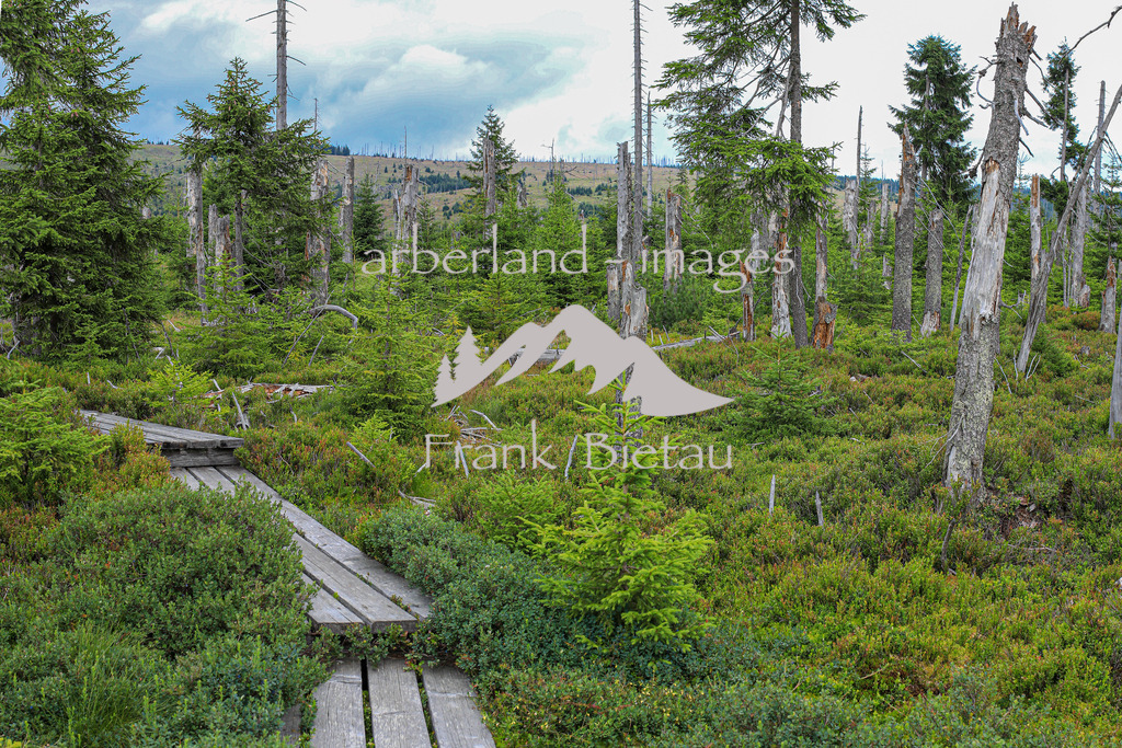 OE7A2572-Pano | Zwieselter oder auch Zwieseler Filz