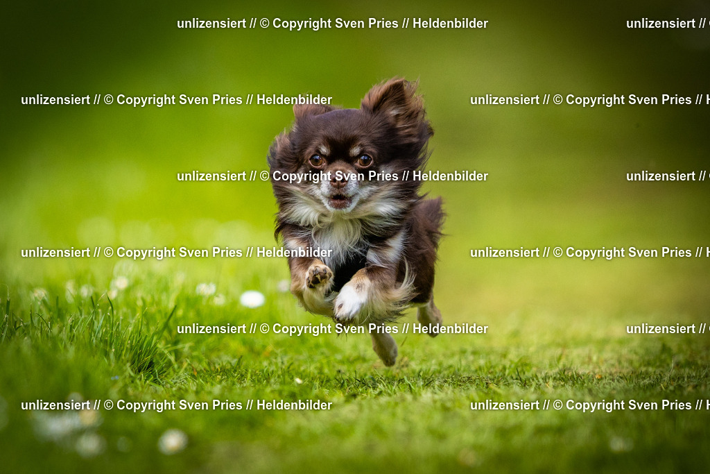 Sven Pries | 2025-04-13 - Hunderennen Baden-Baden - Realisiert mit Pictrs.com