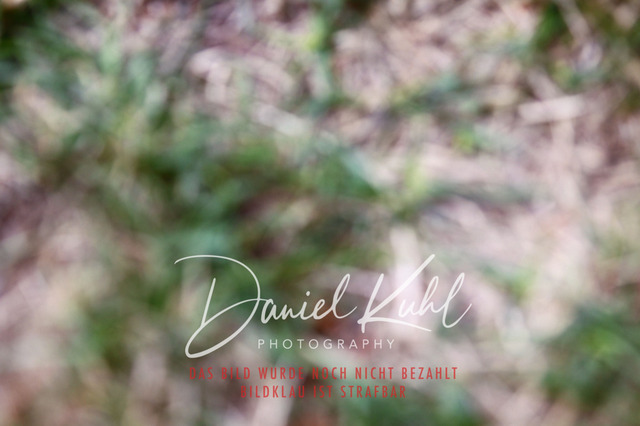 DKP41866 | Turniersportfotografie; Pferdefotografie; Dressurfotografie