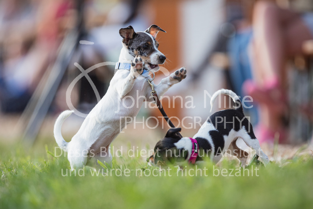 2207_BHO_Hunde-105 | Deine schönsten Turniermomente als professionelle Fotos! Entdecke hochwertige Pferdesport-Fotografie im Online-Shop. Jetzt Fotos finden & bestellen!
