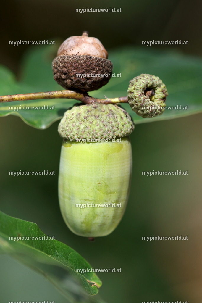 Stieleiche-010 | Das Bilderarchiv über Tiere, Planzen und Landschaften. In der Bilddatenbank finden Sie ein große Auswahl an hochwertigen Bilder für Ihre Werbung - Realized with Pictrs.com