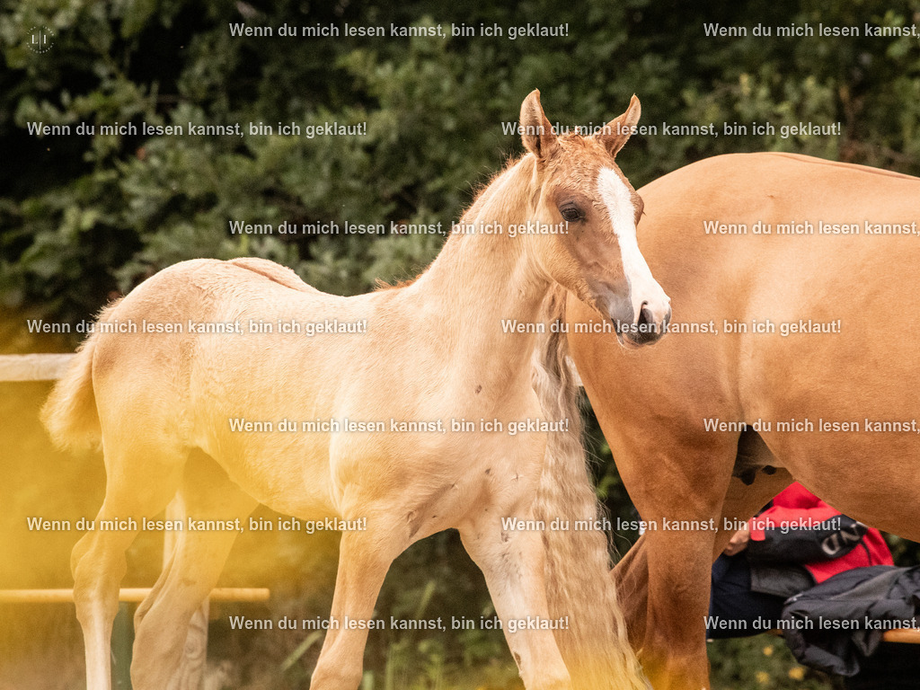 A10I2846 15.56.13 | photographylinaismer - Realisiert mit Pictrs.com