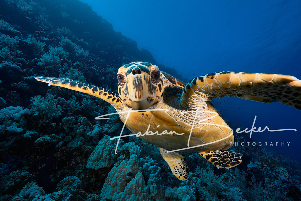 have you got snacks | Einzigartige Wandbilder von faszinierenden Unterwasserwelten. Exklusive Kunst für Empfangsbereiche, Wohnraum oder Wartezimmer. - Realisiert mit Pictrs.com