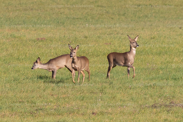 201721 | Tierfotografie, Tierkalender, Tierbilder, Insekten, Spinnen, Vögel, Schmetterling, Libellen, Leinwand, Colorkey, Qualität, Geschenkartikel, Geschenk - Realisiert mit Pictrs.com