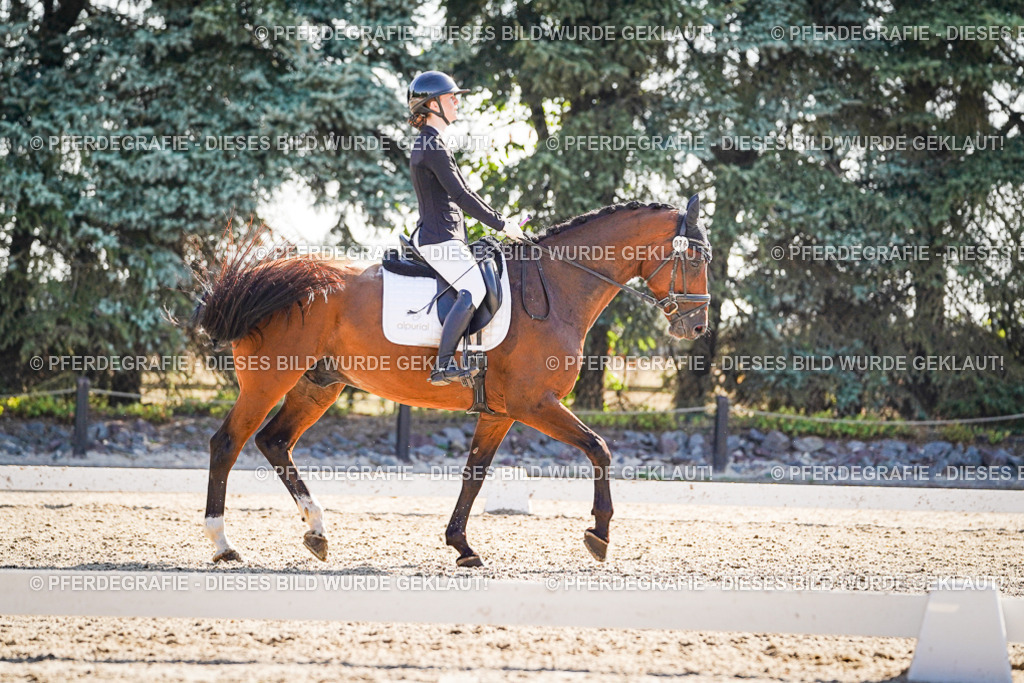 DSC09895 | Pferdegrafie