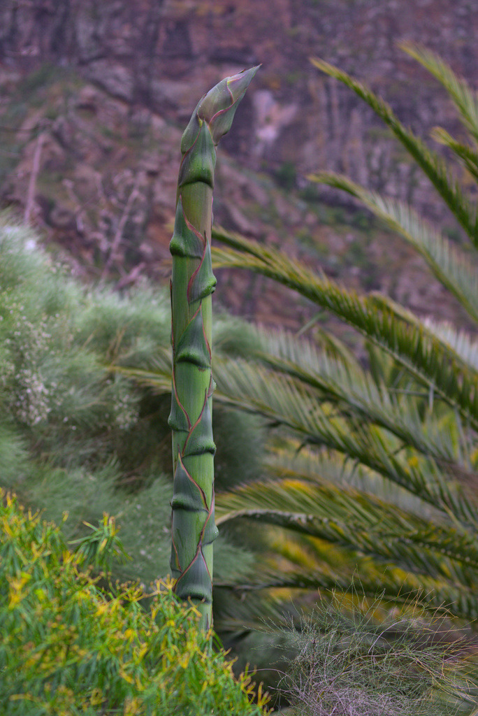 Teneriffa 2025 | Seelentiefe - Bilder die bewegen - Realisiert mit Pictrs.com