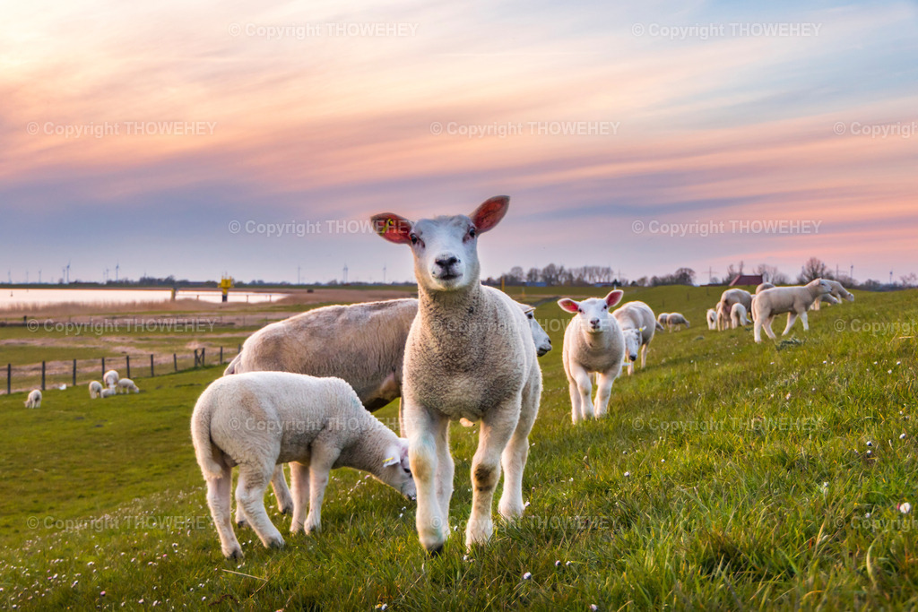 _2830991 | thowehey - Realisiert mit Pictrs.com