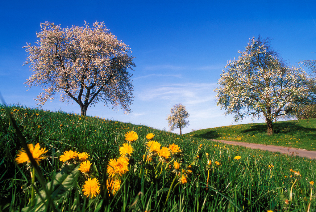 bluehende Baeume | Deutschland - May 27, 2008: blühende Bäume in der Wiese mit Löwenzahn. - Realisiert mit Pictrs.com