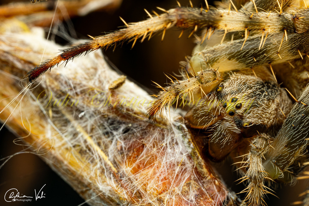 ULMA 56 | Christian Vulin  - Realisiert mit Pictrs.com