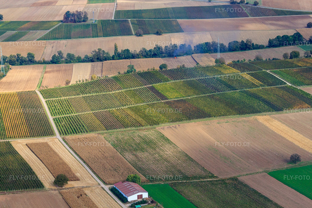 Luftbild: Weinberge zw. Freckenfeld und Winden in Freckenfeld im Bundesland Rheinland-Pfalz in Deutschland. Foto: IMG_22537.jpg vom 15.10.2009 durch Werner Riehm/FLY-FOTO.de