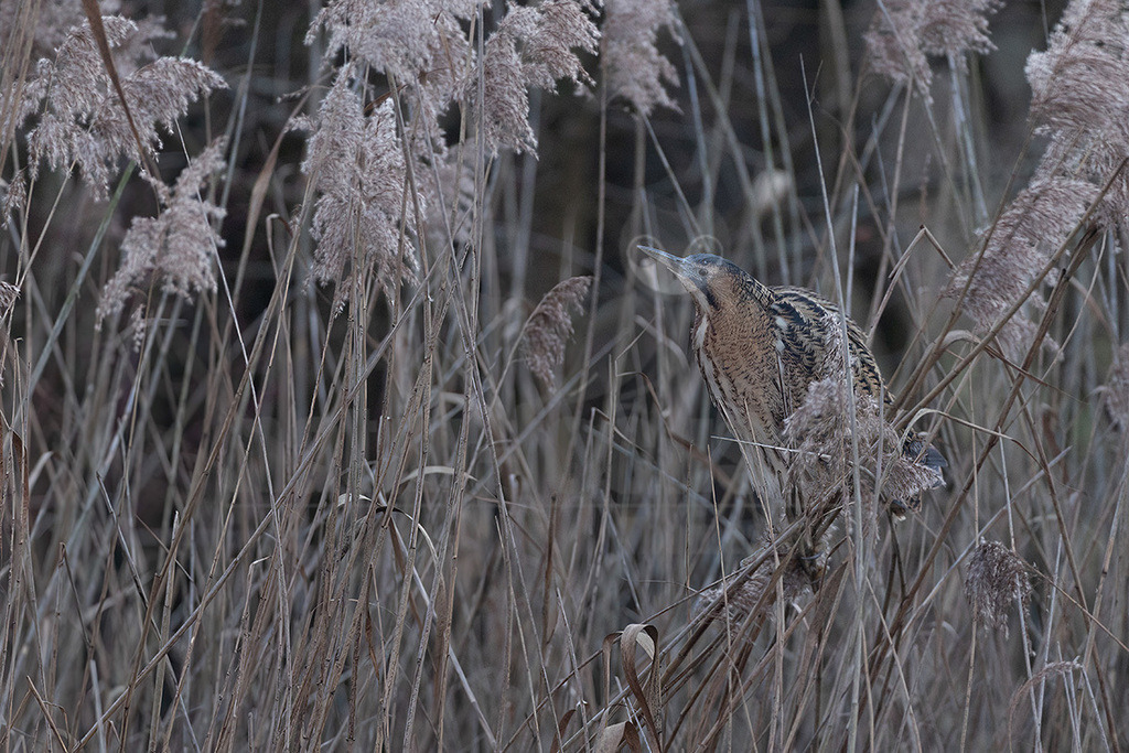 R5M26113_20251226 | Eine Rohrdommel (Botaurus stellaris) ist in einem dichten Schilffeld am Ümminger See in Bochum im Winter zu sehen. Das Gefieder der Rohrdommel fügt sich perfekt in die trockenen, beigen und braunen Farbtöne des Schilfs ein, was eine hervorragende Tarnung bietet. Der Vogel blickt mit seinem blaugrauen Schnabel und Kopf leicht nach oben. Die Szene vermittelt eine ruhige Winterstimmung im Dezember, möglicherweise mit Eis in der Nähe, obwohl es im Bild nicht direkt sichtbar ist. - Realisiert mit Pictrs.com