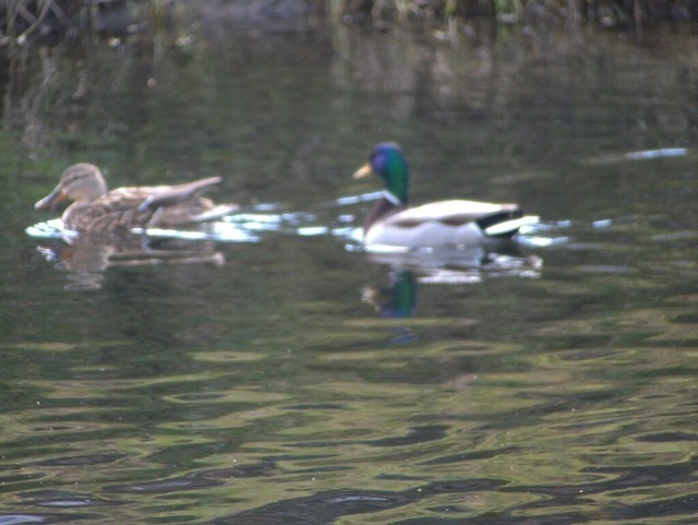 2 schwimmende Enten (2) | Verkauf von Fotos und  Videoclips zumThema Natur.Motive sind Pflanzen, Tiere, Landschaftenund Wetter - Realisiert mit Pictrs.com