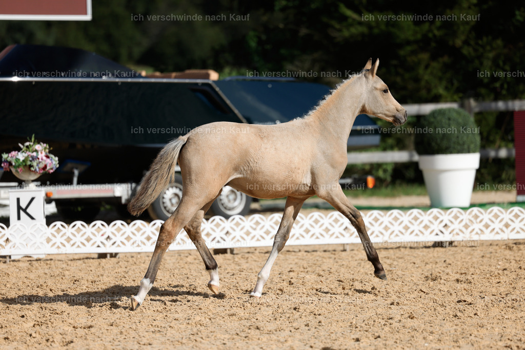 _AM19259 | working equitationturnier fotograf videograf stoibphotography marixx film working equitation deutschland reitsport turnierfotografie eventfotografie equestrian events
