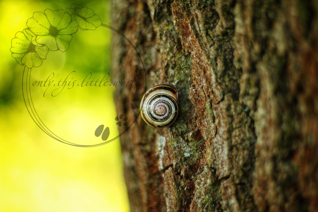 Schneckenhaus am Baum | only.this.little.world - Realisiert mit Pictrs.com