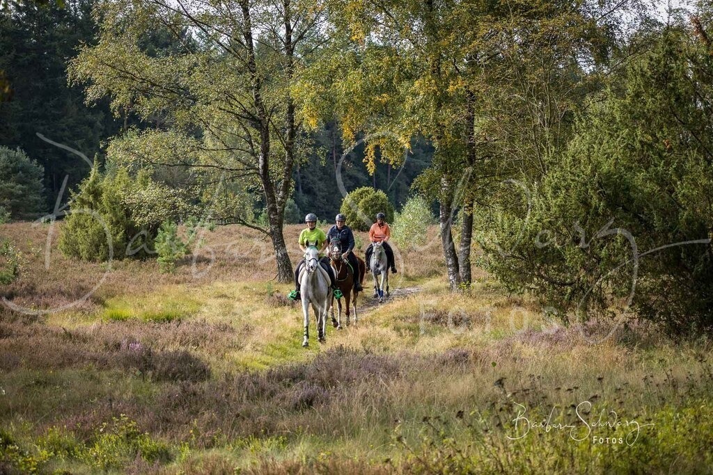 DdLH-WehlenerHeide_2025-09-20_17 | Fotografie, Veranstaltungs-Fotografie, Pferde-Fotografie, Landschafts-Fotografie, Reise-Fotografie - Realisiert mit Pictrs.com