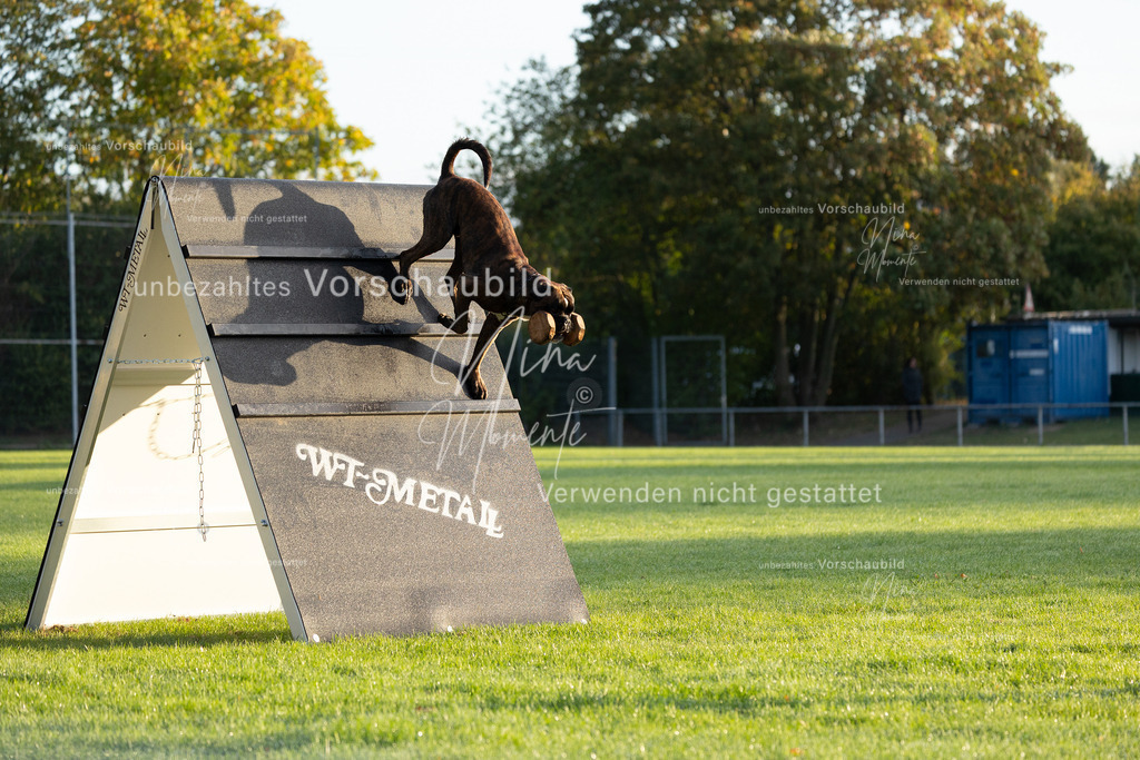 _16A5973 | Einzigartige Fotos von Hunden & Menschen –Actionfotos, Portraits, Vereinsaufnahmen & Paarshootings – authentisch, lebendig & mit Herz.