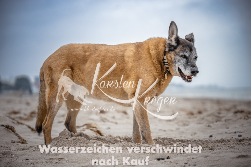 1037_ZZ95611 | kk-dogfotos