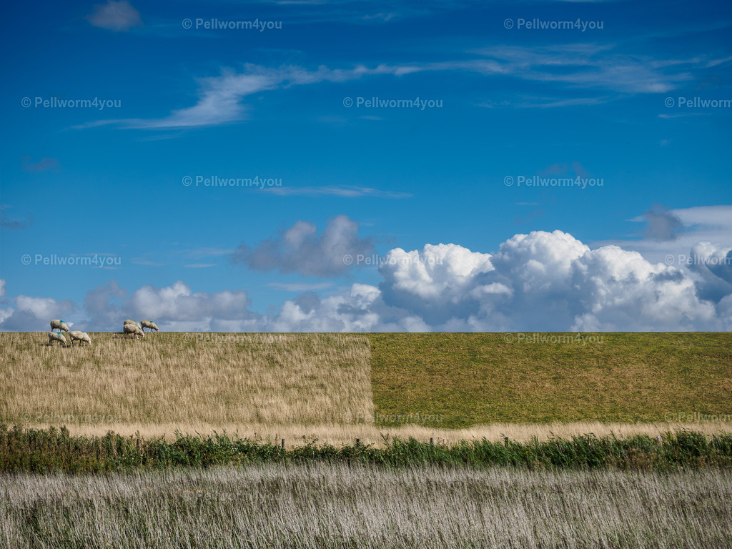 _8190306 | Pellwormer Bilder und Fotos als Poster, auf Leinwand mit Keilrahmen, hinter Acrylglas, auf Alu-Dibond oder Forex-Platte und vieles mehr. Zum verschenken, für die Ferienwohnung oder für zu Hause. - Realisiert mit Pictrs.com