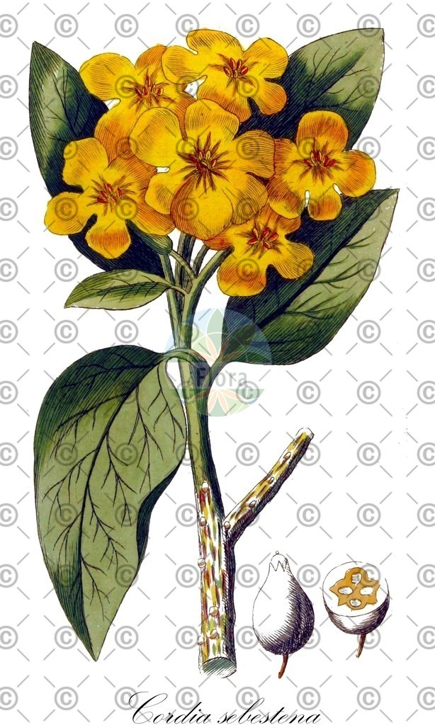 HistAbb_wfo-0000621141_1_ENZY_Simple | Historische Abbildung von Cordia sebestena - Boraginaceae | Historical Illustration of Cordia sebestena - Boraginaceae