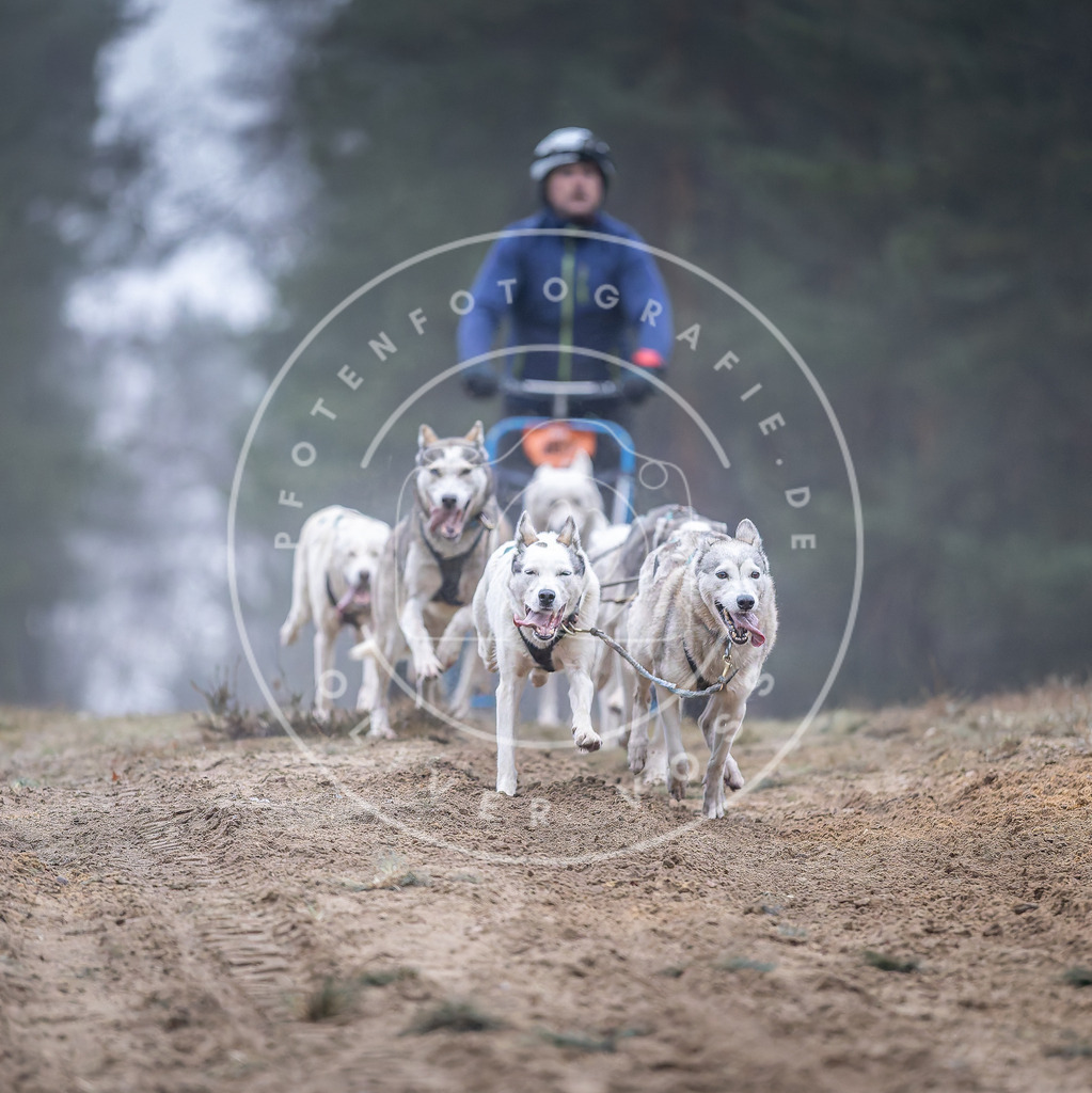Pfotenfotografie_DV3A0207 | Hundefotografie, Tierfotograf, Pfotenfotografie, Fotoshooting Hund, Hunde Portrait, Hundesport, Hundeportraits, Heideshooting, Hunde, Sportfotograf, Hundefotograf, Turnierhundsport, THS,  - Realisiert mit Pictrs.com