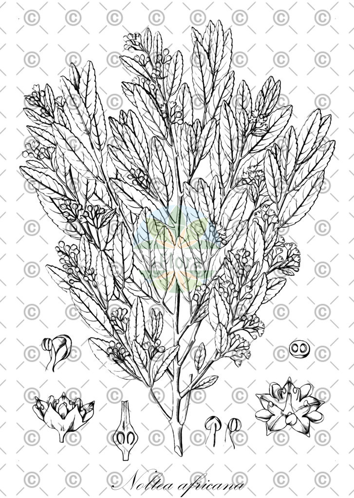 HistAbb_wfo-0000252067_1_ENZY_Simple | Historische Abbildung von Noltea africana - Rhamnaceae | Historical Illustration of Noltea africana - Rhamnaceae