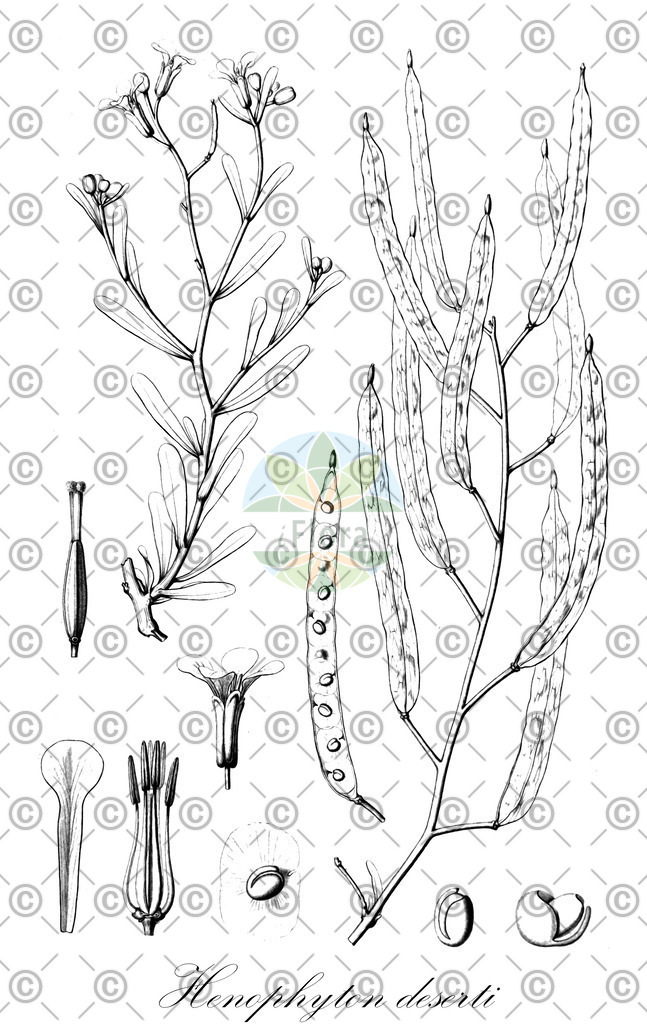 HistAbb_wfo-0000981489_1_ENZY_Simple | Historische Abbildung von Henophyton deserti - Brassicaceae | Historical Illustration of Henophyton deserti - Brassicaceae