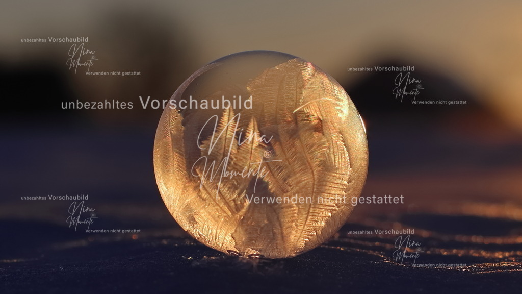 IMG_0836 | Einzigartige Fotos von Hunden & Menschen –Actionfotos, Portraits, Vereinsaufnahmen & Paarshootings – authentisch, lebendig & mit Herz.