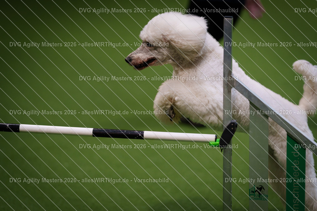 allesWIRTHgut_Tierfotografie-DVG_Agility_Masters_2026-08_14-7R509924 | Professionelle Tierfotografie in Mönchengladbach von Daniel Wirth (allesWIRTHgut). Liebevolle & natürliche Bilder von Hunden & Katzen für unvergessliche Erinnerungen.