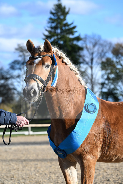 Kat-Nr. 2 Antonio BE v. Amazing Star van Beauvooorde_Edelmann_43250802 | hf-fotografie - Realized with Pictrs.com