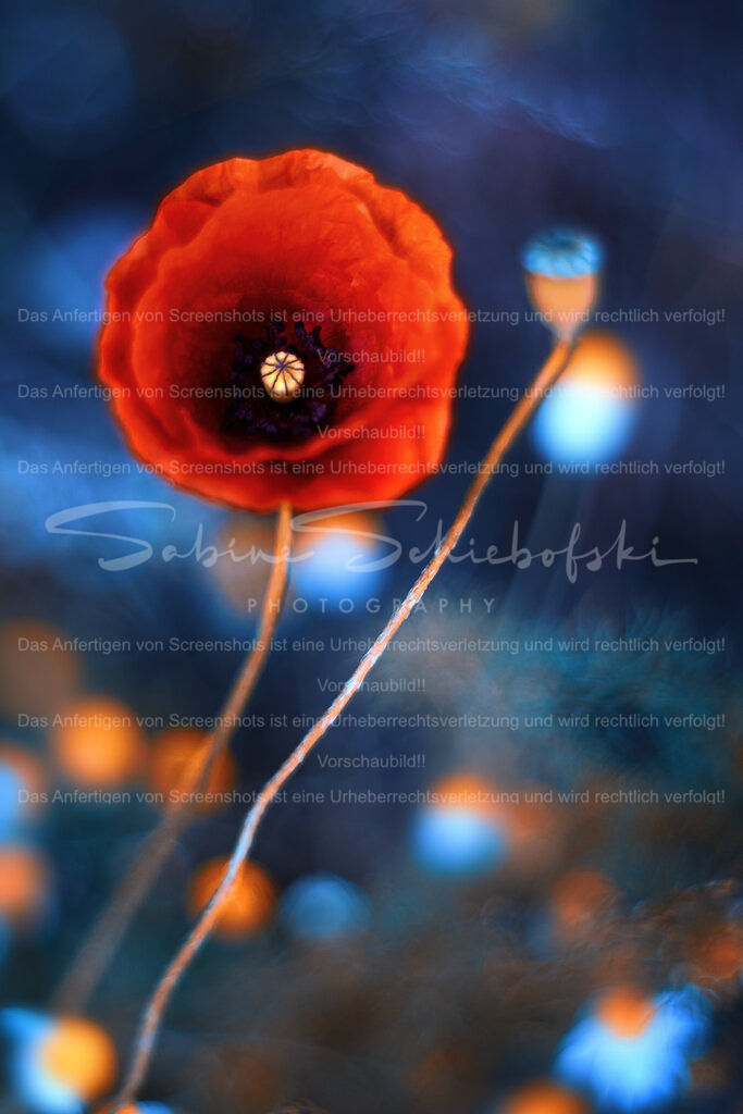 Magischer Mohn | People- und Tierfotografie, Imageaufnahmen, Veranstaltungsfotografie und Wandbilder aus der Natur ★ Made in Germany ✔️ Druck + Downloads ✔️ Naturfotografie in Top Qualität ★ schneller Versand, weltweite Lieferung! - Realisiert mit Pictrs.com