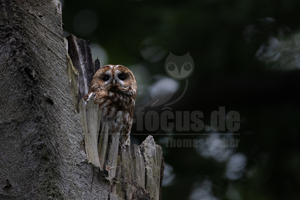 20220528055829 | Der Waldkauz ist eine mittelgroße Eulenart mit einer Verbreitung von Europa bis nach Westsibirien und Iran. Er kommt außerdem in Südostasien vor. In Mitteleuropa ist der Waldkauz gemeinsam mit der Waldohreule die häufigste Eule. - Realisiert mit Pictrs.com