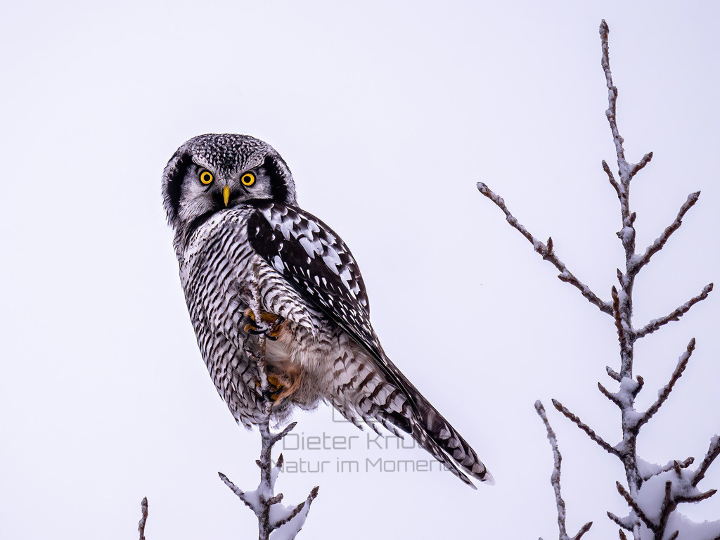 P1555775-LR-PS4-3 | Natur im Moment - Realisiert mit Pictrs.com